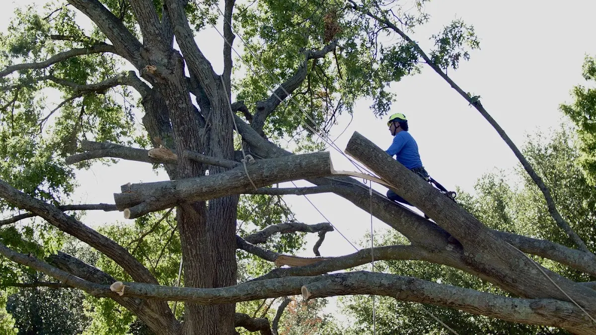 Professional Hazardous Tree Removal performed by certified arborists in Tyner